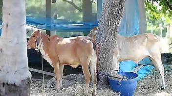 Gthai Movie 15 - Jurassic Porn-Part1